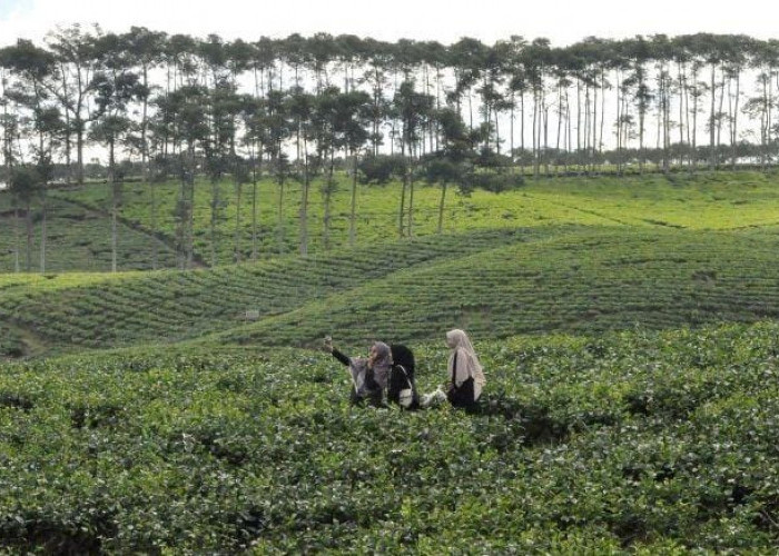 PARAH! Banyak Dalaman Berserakan di Lokasi Destinasi Wisata Kabawetan