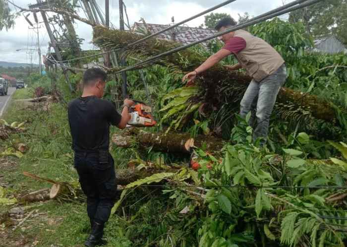 Pohon Tumbang dan Tiang Listrik Roboh di Ujan Mas Bikin Akses Jalan Lumpuh Total!