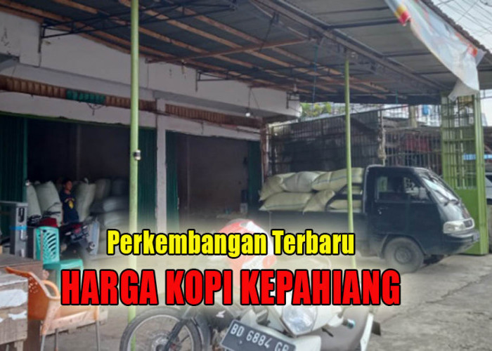 Belum Berubah, Segini Perkembangan Harga Kopi di Kepahiang Per 27 Agustus 2024