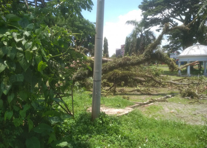 Pohon Besar di Taman Santoso Mendadak Tumbang!