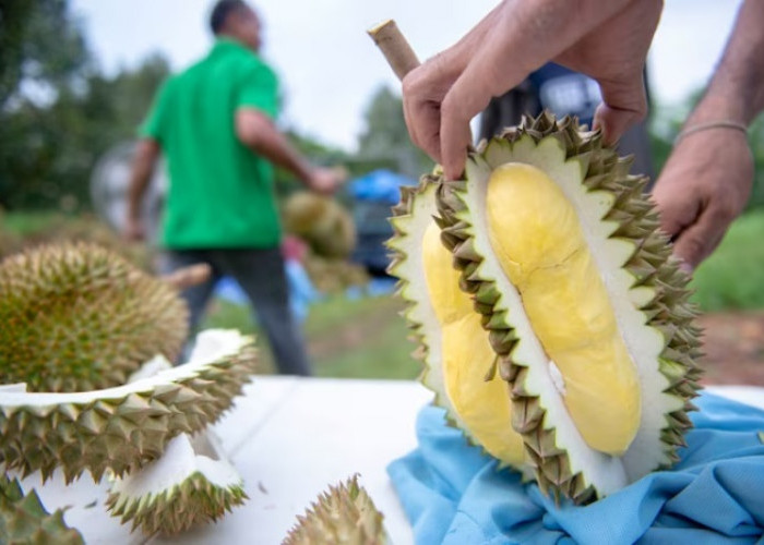 7 Manfaat Buah Durian, Raja Buah yang Kaya Manfaat Untuk Tubuh Manusia