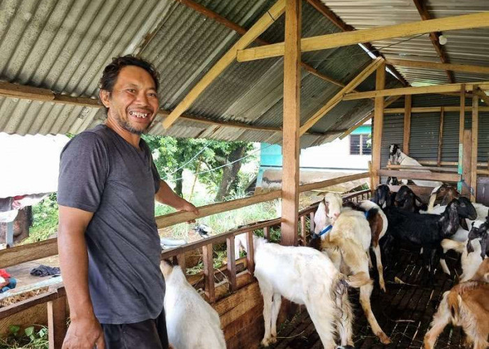 Peternak Kambing Bogor Baru Raup Cuan Jelang Idul Adha