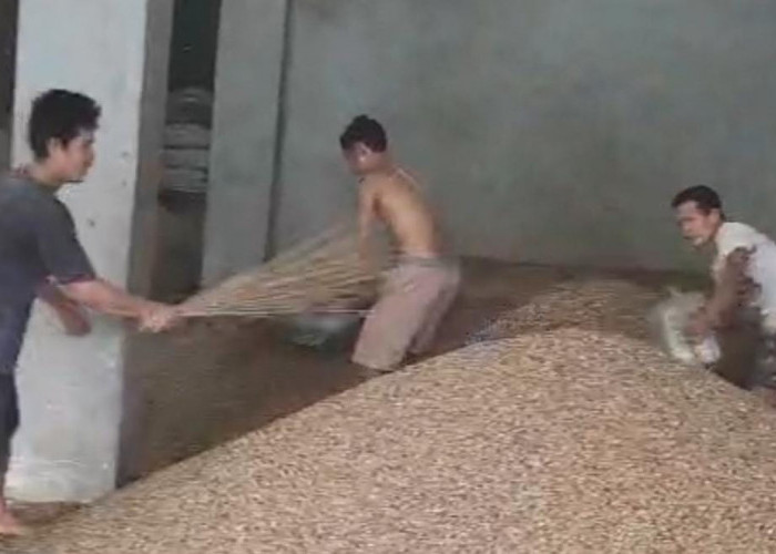 GAWAT! Harga Kopi Turun Drastis, Segini Harga Kopi di Kepahiang Berdasarkan Update Terbaru