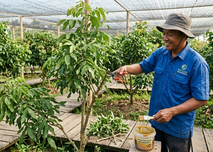 Cepat Berbuah Lebat di Pekarangan Rumah, Ini 5 Cara Merangsang Pohon Kelengkeng