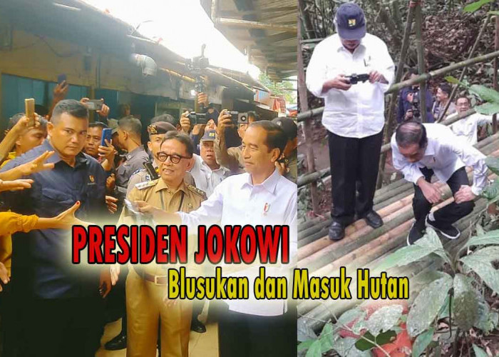 Sebelum Blusukan ke Pasar Kepahiang, Presiden Jokowi Masuk Hutan Lalui Jalan Setapak Melihat Bunga Rafflesia
