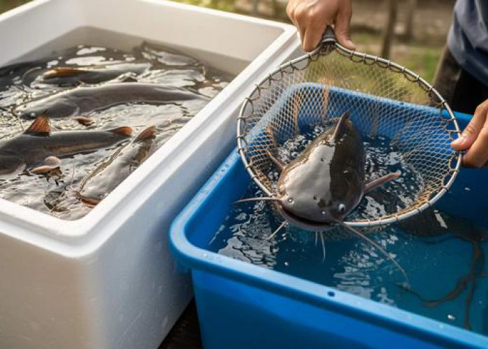 Ini 7 Langkah Praktis Panen Melimpah Cara Ternak Lele di Ember Bekas