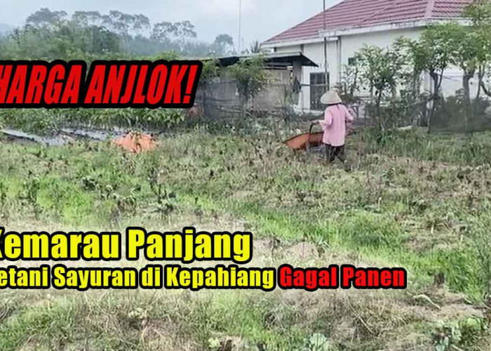 Musim Kemarau Panjang Jadi Petaka Bagi Petani Sayuran di Kepahiang, Harga Sayuran Anjlok!