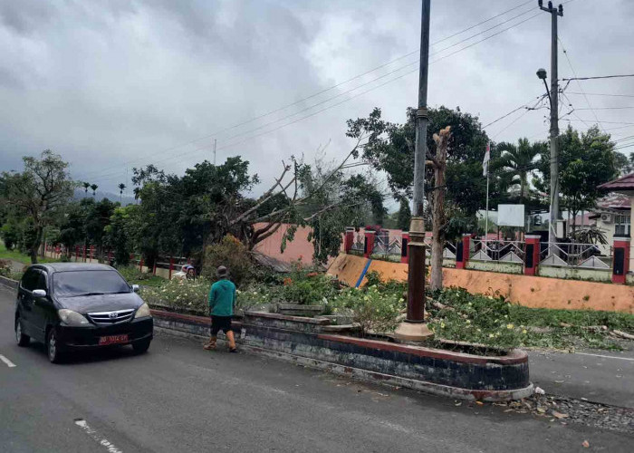 Khawatir Tumbang, Pohon di Perkantoran Dipangkas