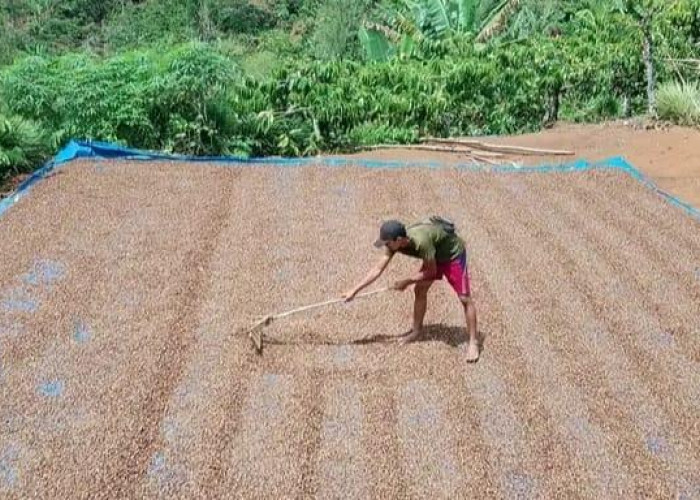 Puncak Musim Panen, Hargo Kopi di Kepahiang Mendadak Turun!