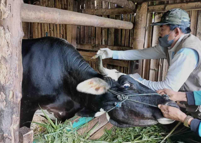 Dinas Pertanian: Jangan Sembarang Beli Hewan Kurban, Ada Label Khusus yang Wajib Diketahui!