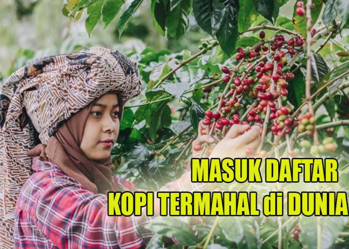 Daftar Harga Kopi Termahal di Dunia, Kopi Indonesia Termasuk!