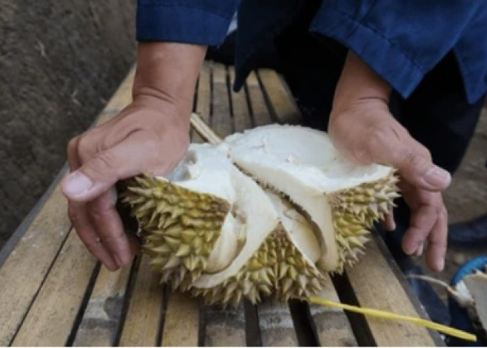 Ada Ciri-cirinya! Simak Tips Memilih Durian yang Manis dan Berkualitas