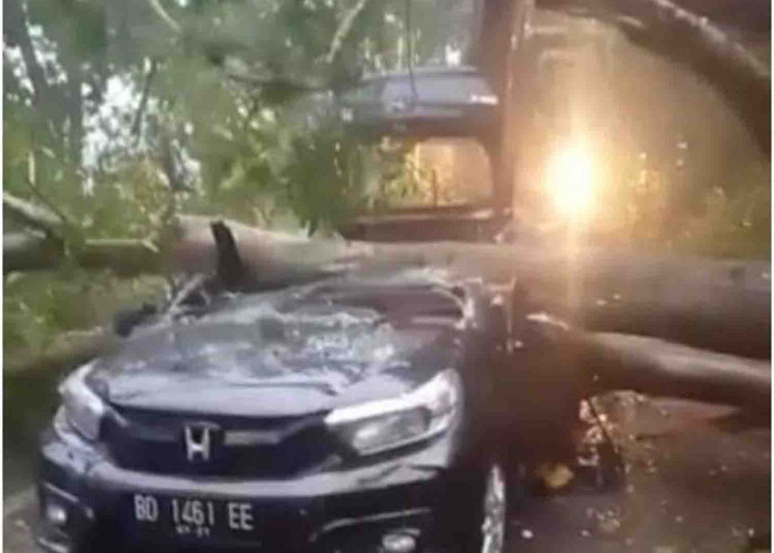 1 Unit Mobil Ditimpa Pohon di Kota Bengkulu, Diduga Masih Berisi Penumpang