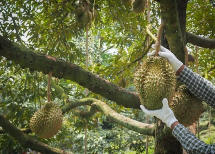 Mau Jadi Petani Durian Sukses, Simak Tips Mudah Menanam Durian dari Biji Agar Cepat Berbuah