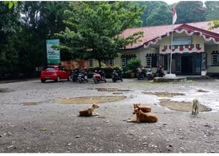 Dinkes Kepahiang Siagakan Stok VAR Usai 187 Kasus Gigitan HPR Terdata
