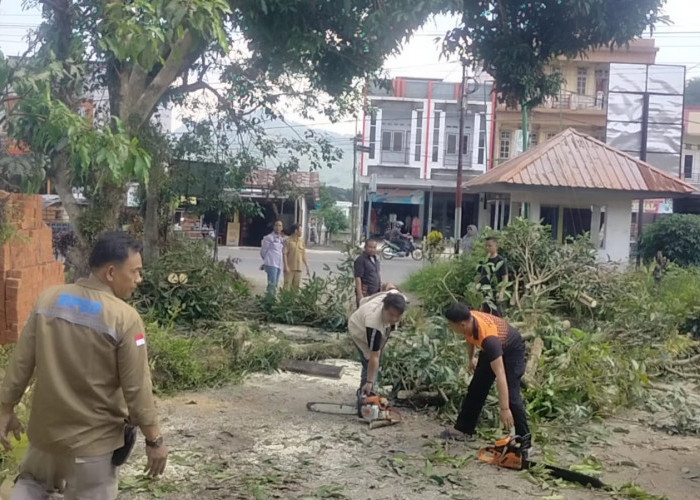 Dalam Sehari 3 Kali Pohon Tumbang di Kepahiang, Mobil Jadi Korban!