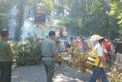 Pemangkasan Pohon Rawan Tumbang di Kepahiang Terancam Batal
