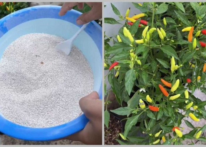 Jangan Remehkan Sisa Dapur Ini, Tanaman Cabai Bisa Berbuah Lebat dan Anti Layu