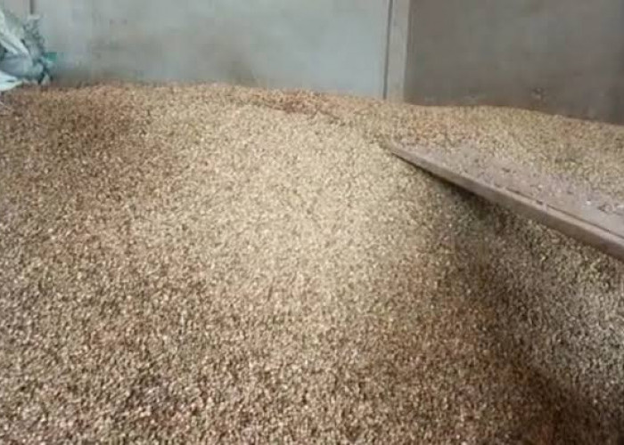 Update Harga Kopi Kepahiang Hari Ini, Turun Banyak!