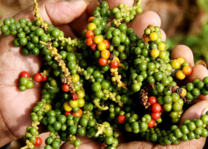 Harga Kopi Turun Terus, Harga Lada Terbaru Kian Meroket, Cek Sekarang!