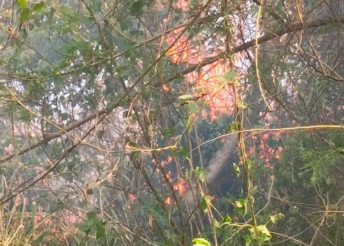 8 Hektare Lahan di Bermani Ilir Hangus Terbakar, Dedi Sukrizal: Masyarakat Jangan Bakar Lahan Sembarangan!