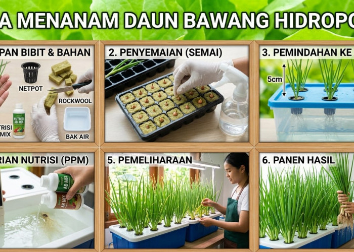 Untuk Pemula, Begini Cara Menanam Daun Bawang Hidroponik