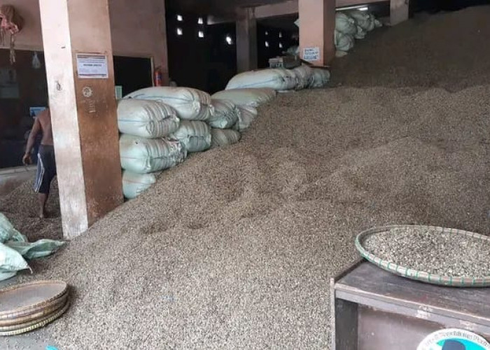 Turun Sejak 2 Hari Lalu, Update Harga Kopi di Kepahiang Hari Ini Masih Konsisten