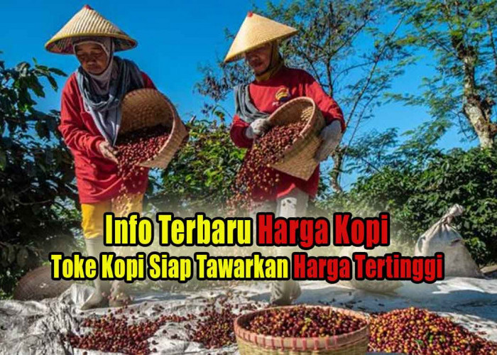 Sudah 4 Hari Harga Kopi di Kepahiang Bertahan Segini, Pembeli Siap Tawarkan Petani Kopi Harga Tertinggi