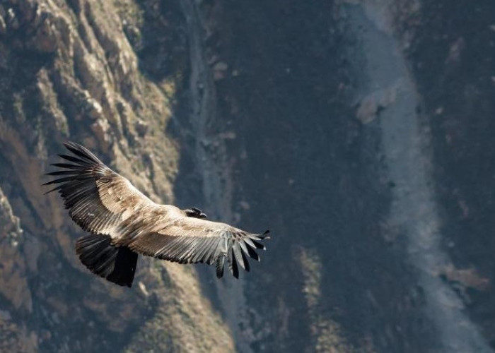 Heboh! Beredar Video Penampakan Burung Garuda Berukuran Sangat Besar