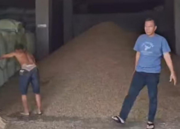 Memasuki Musim Panen, Segini Harga Kopi di Kepahiang Saat Ini!