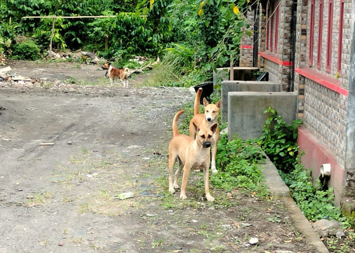 Teror Anjing Diduga Rabies di Kepahiang, 7 Warga Jadi Korban dalam Sehari