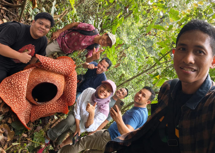Kembangkan Rafflesia di Lahan Swadaya, LP2L2 Kepahiang Jaga Kelestarian Ikon Bengkulu