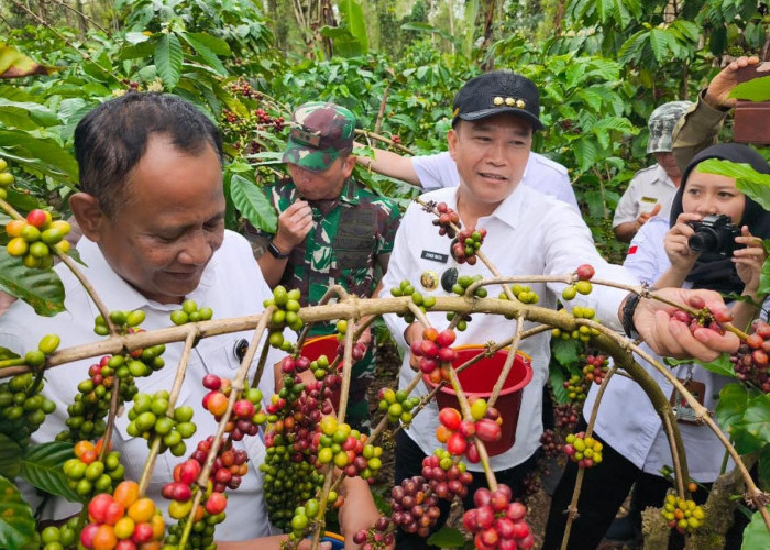 Di Depan Staf Presiden, Bupati Kepahiang Promosikan Kopi Kepahiang Langsung dari Bawah Pohonnya