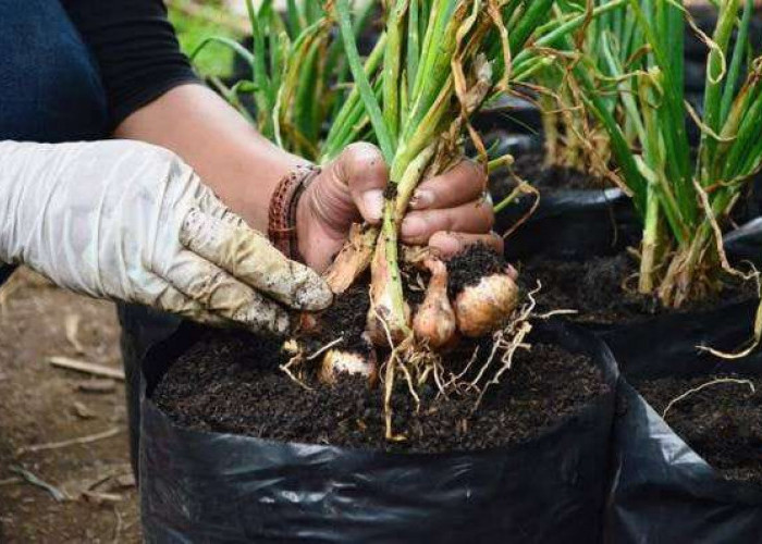Cara Menanam Bawang Putih di Polybag agar Umbi Besar, Ternyata Ini Rahasia Suksesnya!  