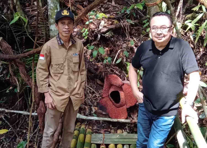Pesona Bunga Rafflesia, Prof. Rhenaldi Kasali Kunjungi Kepahiang