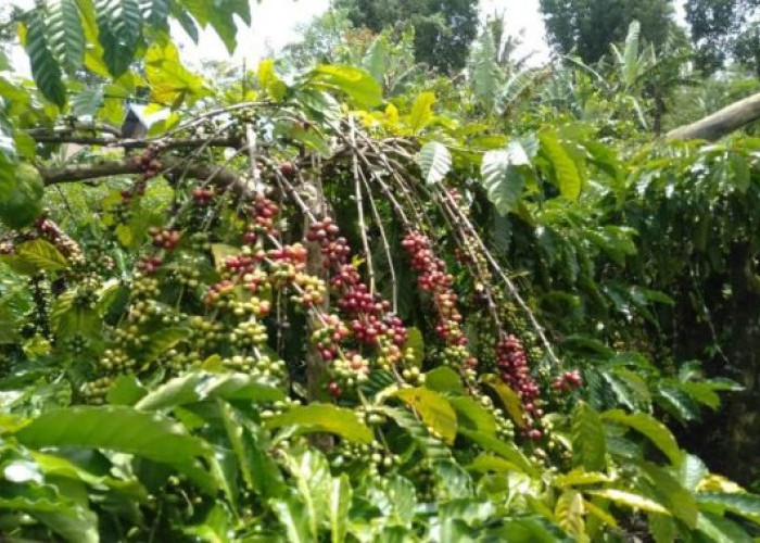 Dongrak Produktivitas, Bupati Kepahiang: Optimalisasi Budidaya Kopi dari Pembibitan hingga Pascapanen