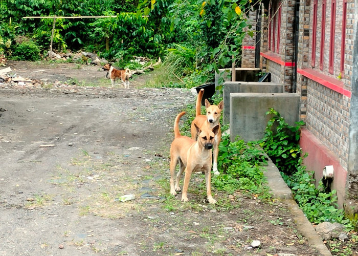 Ancaman Rabies di Kepahiang Mengkhawatirkan: Populasi HPR Capai 15 Ribu Ekor, Jumlah Vaksin Tak Mampu Imbangi