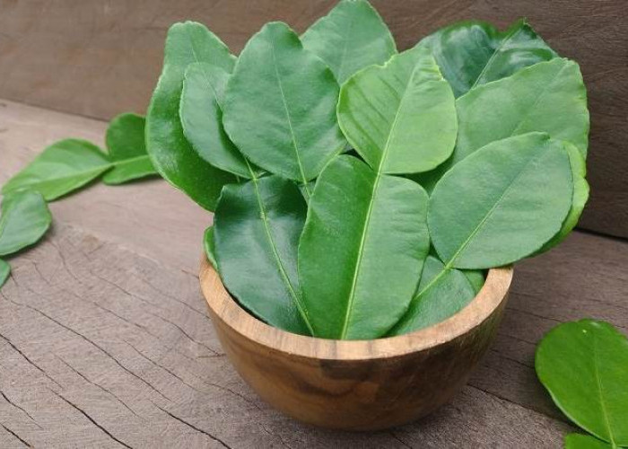 5 Khasiat Rebusan Daun Jeruk Nipis: Anti Radang hingga Jaga Daya Tahan Tubuh