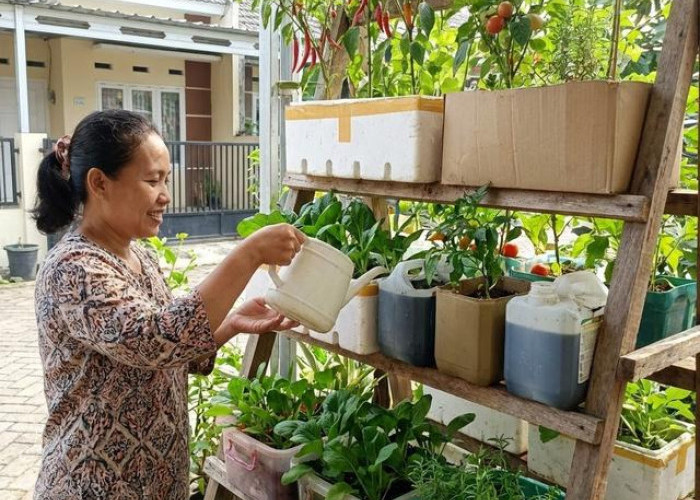 5 Desain Kebun Sayur Vertikal dari Box Bekas, Panen Melimpah Setiap Hari