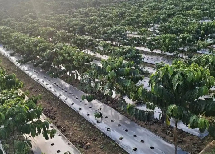 Inovasi Unik Petani Kepahiang: Terapkan Sistem Pagar, Kebun Kopi Kurang dari Setengah Hektare Bisa Muat 1.600 