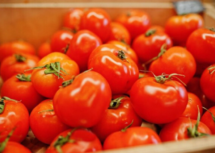 Ada 10 Manfaat Buah Tomat Untuk Kesehatan, Cek Daftarnya di Sini!