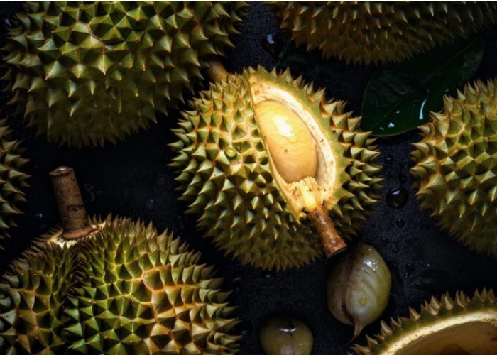 Jangan Sampai Tidak Tahu, 7 Buah Durian Ini Adalah Durian Unggulan Provinsi Bengkulu 