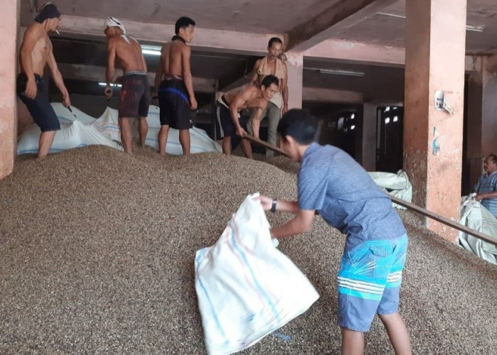 Gawat! Harga Kopi di Kepahiang Turun Lagi