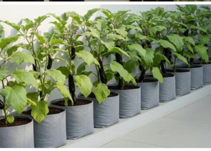 Kebun Terong Mini, Cara Praktis Manfaatkan Lahan Kecil Agar Tetap Produktif