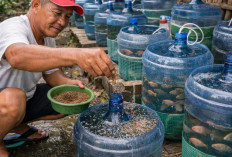 Ide Ternak Modal Kecil, Dari Ternak Nila Galon bekas, Ayam Hingga Hias Lahan