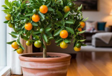 5 Tanaman Buah yang Cocok untuk Rumah Cluster Tanpa Halaman, Ideal untuk Balkon atau Teras