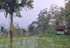 Kepahiang Dapat Bantuan 25 Ton Benih Padi, Dongkrak Program LTT 1.000 Ha Sawah!