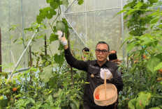 Bupati Kepahiang  Panen Perdana Cabai Hasil Smart Farming, Jadi Solusi Cuaca Ekstrem