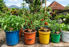 Panen Bergantian Tiap Minggu, Ini 5 Sayuran yang Bisa Ditanam di Ember!