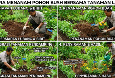 Hemat Lahan dan Lebih Produktif, Ini Cara Menanam Pohon Buah Bersama Tanaman Lain